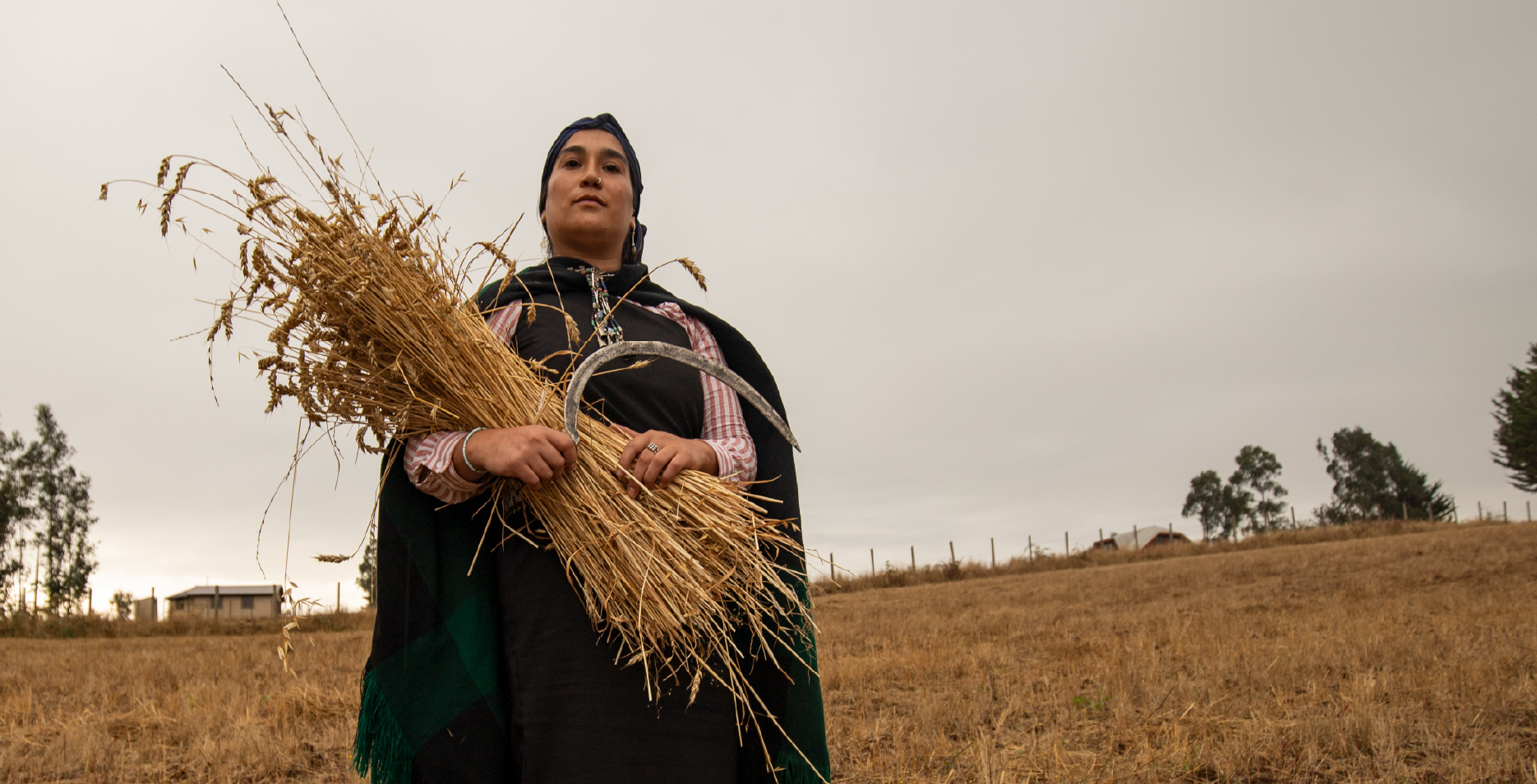 The Wheat and the Gold - Cecilia Hormazábal